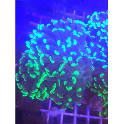 Euphyllia paraancora fluo